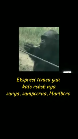 #oyy #kontengabut