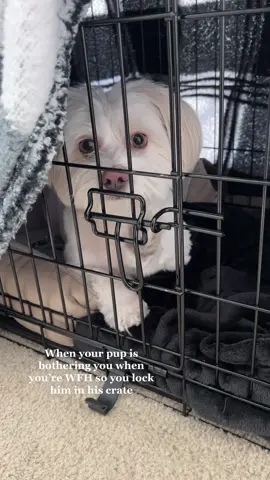LOOK AT HIS CUTE PUPPY DOG EYES THO. I had to take him out after 😭😭🥺🥺 #ijustababy #puppytok #dogtok #fy