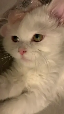 #cat