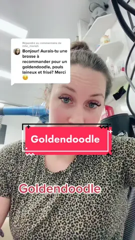 Répondre à @mlle_marieh  #goldendoodle #toilettage #brosse #conseil