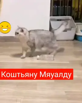 Ну котэ и финтер)))