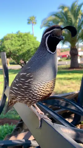 Captain Chip is keeping a close eye on his covey 🤩😍🐥 #foryou #fypシ #quails #animalsoftiktok #cuteanimals #viral #pets #GameTok #friends #aves #baby