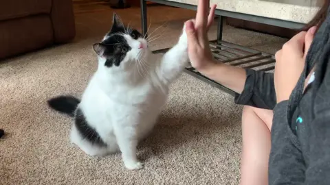 Have you ever seen a #cat do #tricks?! 👀 #cattricks #pets #animalsoftiktok #catsoftiktok #GameTok #fyp