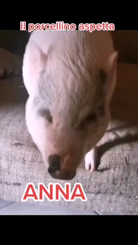 Ecco il porcellino asoetta Anna 😂😂😘😘💙😂😘💙#neiperte