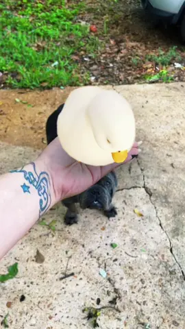 😂😂#duck #funny