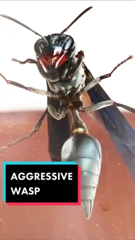 Warrior Wasps are not to be messed with! 😨😬 #fyp #fypシ #scary #insect #bug #wasp #nature #EduTok #LearnOnTikTok #themoreyouknow #fup #fupシ