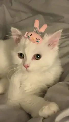 I am a bunny #cat