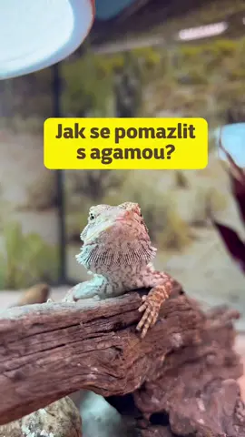 Sleduj nás pro více zajímavostí 🦎 #superzoo #zverimex #zvíře #agama