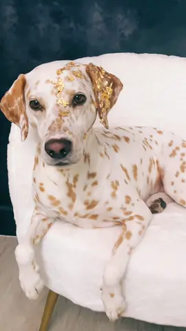 Goldener Dalmatiner? Wenn dann richtig mit Gold ☝🏻 #dalmatiner #dalmatian #fy #hund