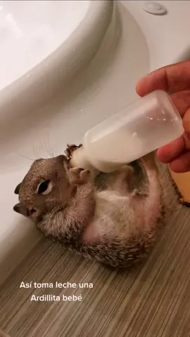 Ardilla bebé #cuteanimals #fyp #ardilla #squirrel