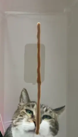 Food chain #fyp #tiktok #cat #foryou #duet #trending #food #featureme #repost #new #asmr