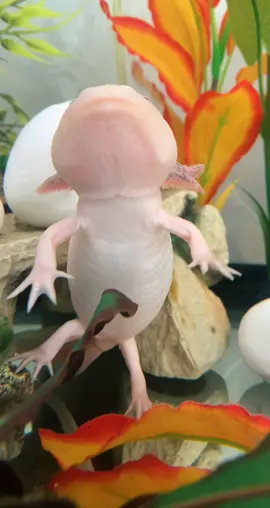 Wait for it 🥺😄 #axolotl #pets #cuteanimals #axolotlsoftiktok #axolotls