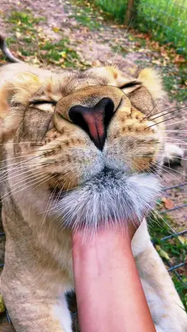 Binta chin scratches & claws! #NOTpets #lion #lioness #claw #claws #bigcat #bigcats #cat #cats #best #adorable #cute #Love #amazing #boop #boops #beautiful