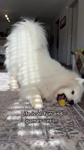 #ad Life can be so unpredictable with this crazy floof! Get affordable coverage at lemonade.com/pet #LemonadeInsurance #LemonadePetInsurance #accidentshappen #samoyed