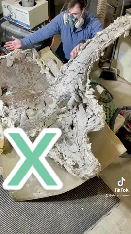 Skull X Tricerarops fossil preparation! Yes this is a dinosaur #dinosaur #triceratops #fossil #paleontology #jurassicworld #prehistoricplanet