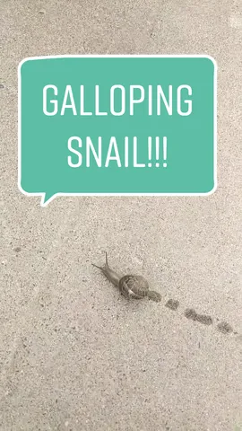 Snails galloping! #funfact #AnimalFacts #snails
