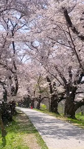 桜、ひらひら、舞い降りて、落ちて🌸Sakura shower.#sakura #japan #tiktokに春が来た #桜 #花吹雪