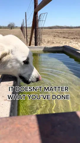 It doesn’t matter what you’ve done! #Thirsty #ChristianTok #JesusLovesYou #KeepRanchin #Christianity #RanchTok #AgTok