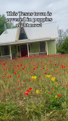 The poppies are in bloom! Who’s going? #Texas #austintexas #georgetown
