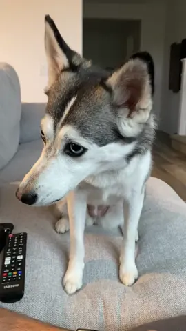 Life of a #pomsky 😂😂😂