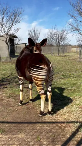 Each okapi has their own unique stripe pattern, so that provides an easy way to tell them apart! This is Udumu! #zookeeper #endangeredspecies #okapi #animals