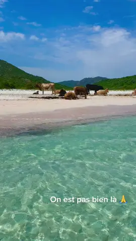 En tête à tête avec mes copines 😜😜😜#corse #corsica #corsicanlife #corsicanazione #corsicaisland #corsicaisnotfrance #desertdesagriates #lottu #saintflorent #goodvibes #sunn #beach #beachvibes #vaches #cows #paysage #island #isula#life