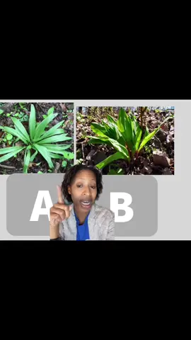 #stitch with @aimee.7.7.3 #LearnOnTikTok #learntogetherontiktok #foragingmillionaire #wildfoodlove #plantid #herbtok #herbalism #selfsustainableliving #selfsustainable #plantidentification #nativeplanttiktok #nativeplants #foraging #forager #aprilforaging #midwestforaging #allium #rampseason #ramsons #ramson #wildgarlic #wildleeks