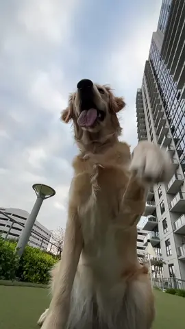 Female Clifford #goldenretriever #fyp