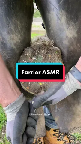 Farrier ASMR 😎 #samdracottfarrier #asmr #farrier #equestrian #horses #horse #oddlysatisfying #horsetok #farmtok #LearnOnTikTok #satisfying #tiktokpartner