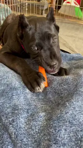 Carrot Destroyed in less than 3 minutes 😂 #elektracanecorso #canecorso #puppylife