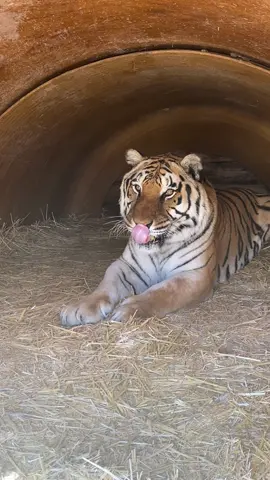 Maximum effort was put into getting Zion up, he said absolutely not! #zion #tiger #outofafrica #wild @outofafricapark