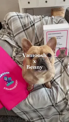 Benny on his very own @Vamoosh packaging! 🥺🐾 #cleaningwithdanielled #dogsofttiktok AD brand ambassador