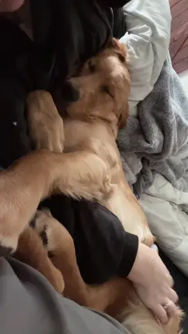 How does one go about waking her up? #goldenretriever #goldensoftiktok #sleepypuppy