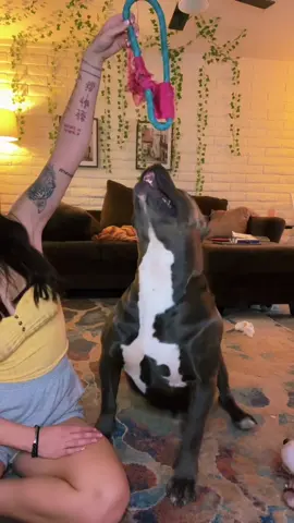 Draft post 🤪  #dog #bigdog
