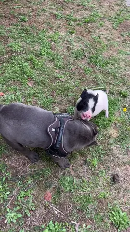 The most powerful pig in the World#pig #piggy #fyp #tiktok