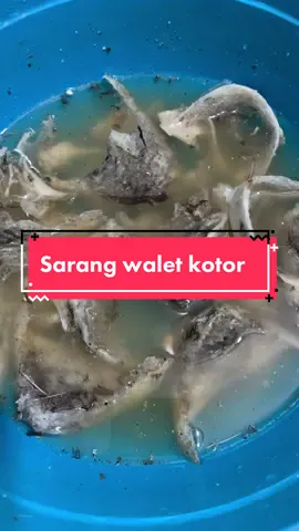 Pantesan mahal ternyata kotornya seperti ini, bisa bersih kah?  #sarangwalet #sarangwaletkotor #sarangburungwalet #ilerwalet #merlynaanggara