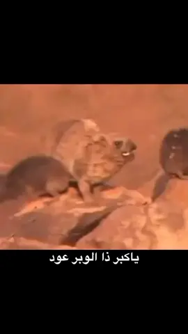 #مقناص_الصيد #مقانيص_السعوديه #البواردي #اكسبلور #قناص #وبران #وبران_قنص #قهدي #قهدي_يعقوب #حجل_بري #مقانيص #طبيعه #وعول_بريه #نحل #نحل_الجبلي #عسل_طبيعي