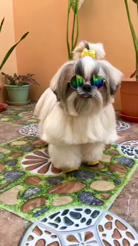 C princess, pag sinasabi mong don’t move para sa pag kuha ng profile pics nya. Ganyan din ba fur babies nyo😊🐶 #doglover #cutedogoftiktok #foryoupage #fyp