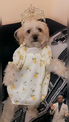 #cute#dog#zone#fyp#viral#