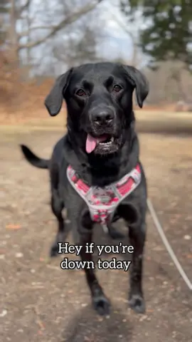 And there’s plenty more where that came from☀️ #fyp #foryou #dogsoftiktok #tippytaps