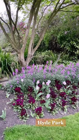 😍😍😍#hydepark #❤️❤️❤️ #london#unitedkingdom #lovegreatbritain #fyp #relax#nature #flowers #foryoupage  #amazing #beautiful