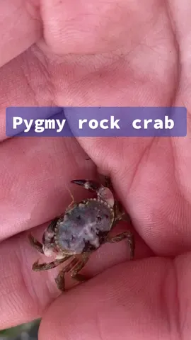 I love any tiny sea creature 🤓 #smol #crab #rockcrab #crabtok #marinebiology #tidepool #marinebio #pnw #wildlife #tiny #foryou #fyp #fypシ