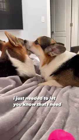 Gdog presses his snoot against Brady’s face when he wants to play. #dogsiblings #corgis #cutedogs #furryfriends #dog