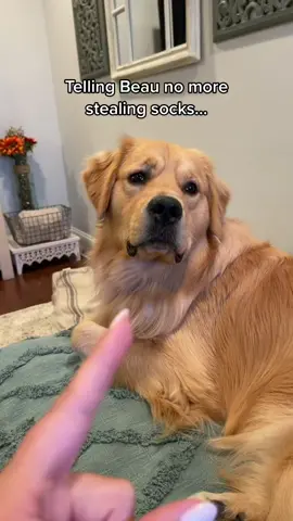 In one ear and out the other. #fyp #foryoupage #dogsofttiktok