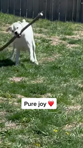 Layla and her tree limbs 😂 #cutedogs #funnydogs #dancingdogs #whiteboxer #boxerdogs #happydog #wholesome