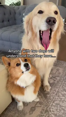 But I love them both 😇😈#fyp #whitexmas #goldenretriever #corgi #PetsOfTikTok