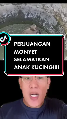 Monyet baik hati ini BERUSAHA MENYELAMATKAN anak Kucing‼️‼️ #fyp #antonistory