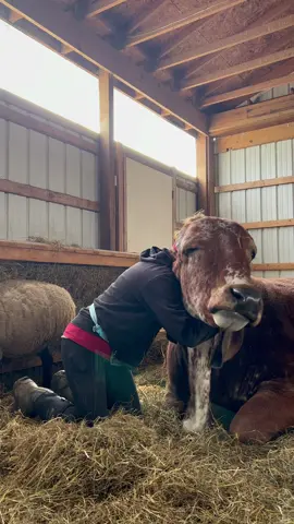 Bhima hugs. #bhima #hugs #bigboy #gentlegiant #grasspuppy #cattle #brahman #thegoodestboy #dog #doggo #BigComfy #handsome #chill #hangingout #boops #animals #sashafarm #ImoniCarly