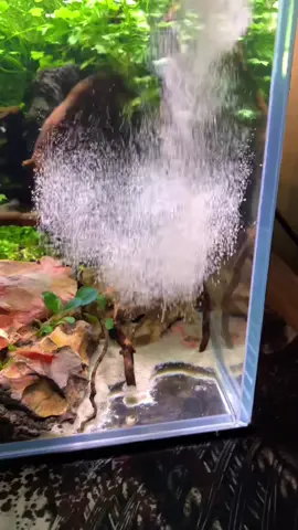 Little sand vacuuming and replacement #aquarium #plantedtank #plants #aquascape #shrimp #fyp