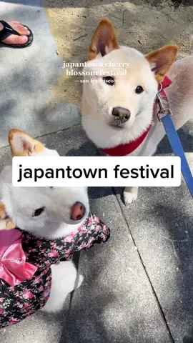 10/10 would go just to dee all the shibas #sanfrancisco #bayarea #thingstodoinsf #shibainu #sftiktok #sf #sftok #dayvlog